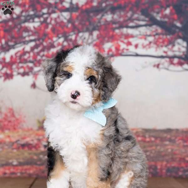 Braxton, Mini Bernedoodle Puppy